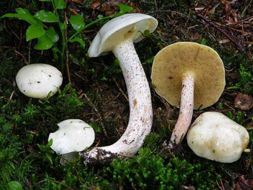 S_placidus_1.jpg