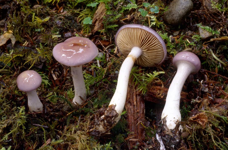 Cortinarius salor 1 Steve Trudell.jpg