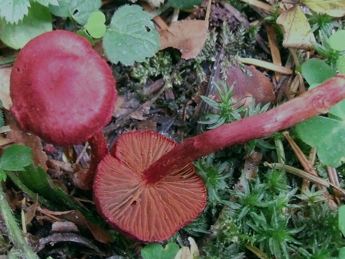 Cortinarius_sanguineus_BS11.JPG