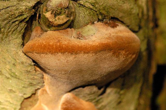 Phellinus.pomaceus2.-.lindsey.jpg