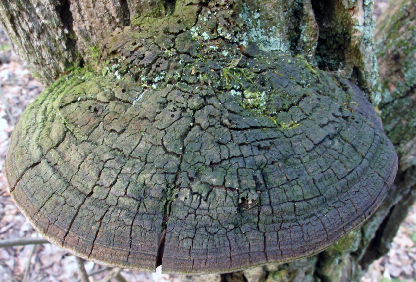 phellinus_rimosus_waltsturgeon_201503.jpg