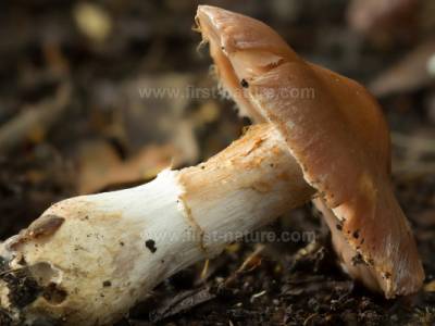 cortinarius-saturninus2.jpg