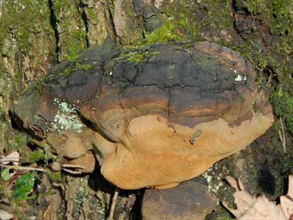 small-665-Phellinus_robustus.jpg