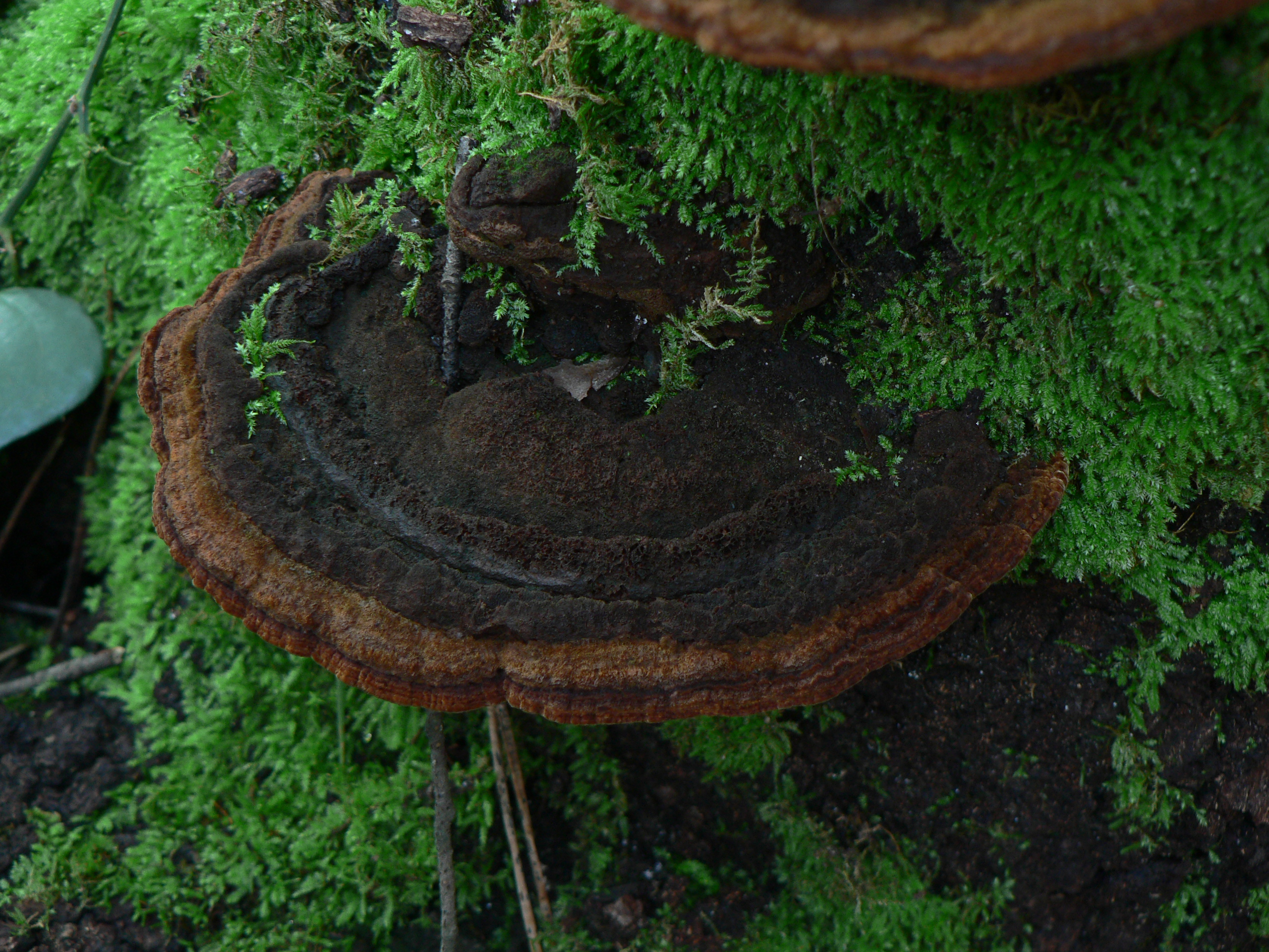 PhellinusTorulosus_01.jpg