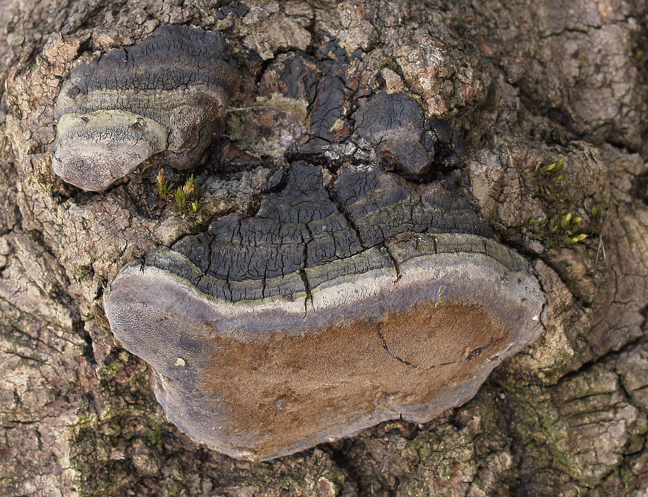 1280px-2007-03-04_Phellinus_tremulae_1.jpg