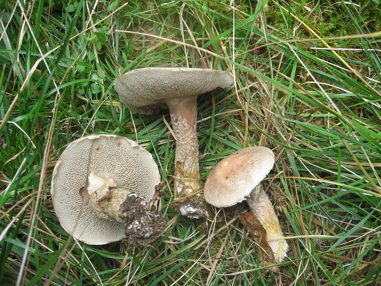 1280px-Suillus_viscidus.jpg