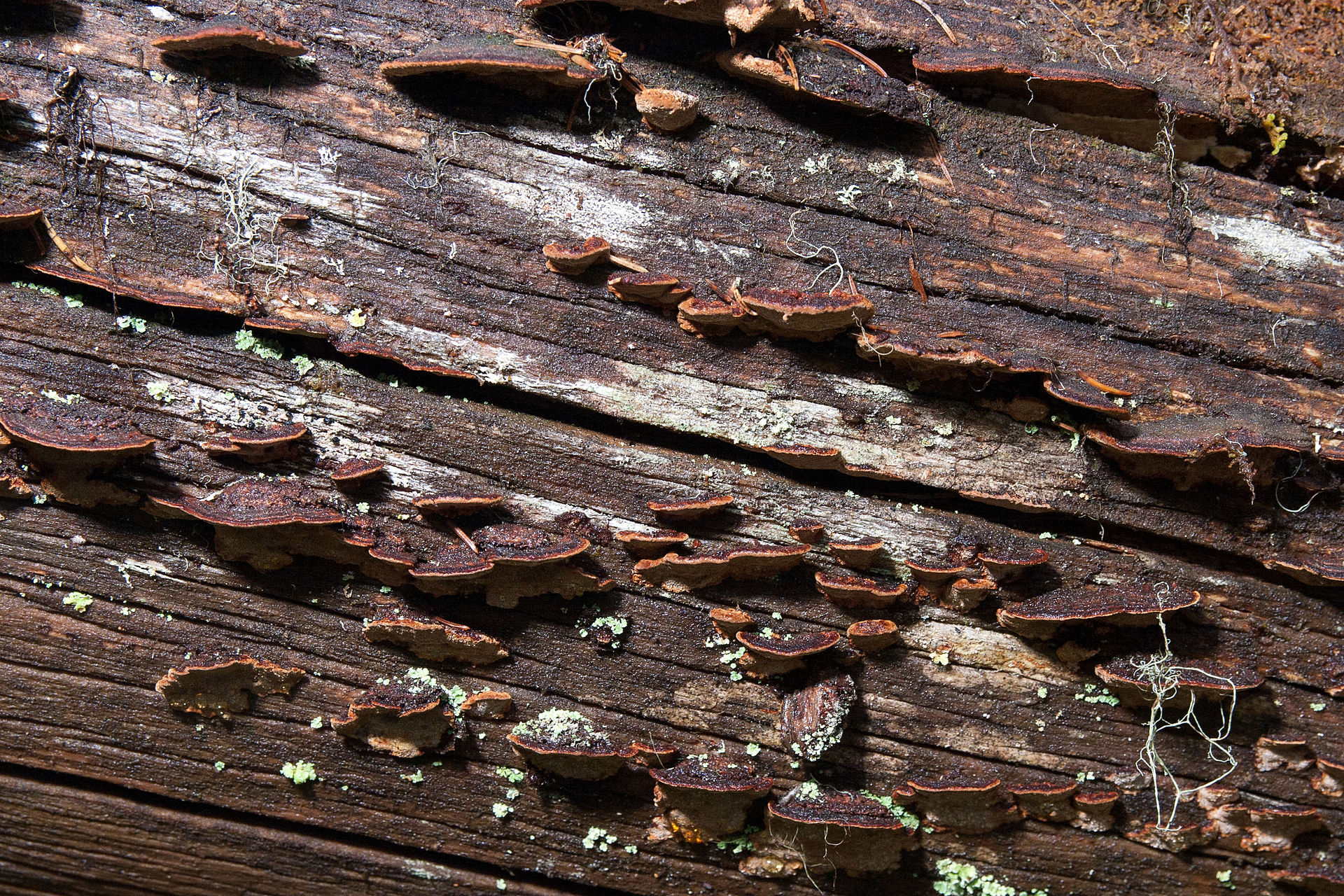 Phellinus_viticola_(15884588457).jpg