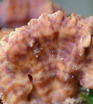 nikuusubatake-se.jpg