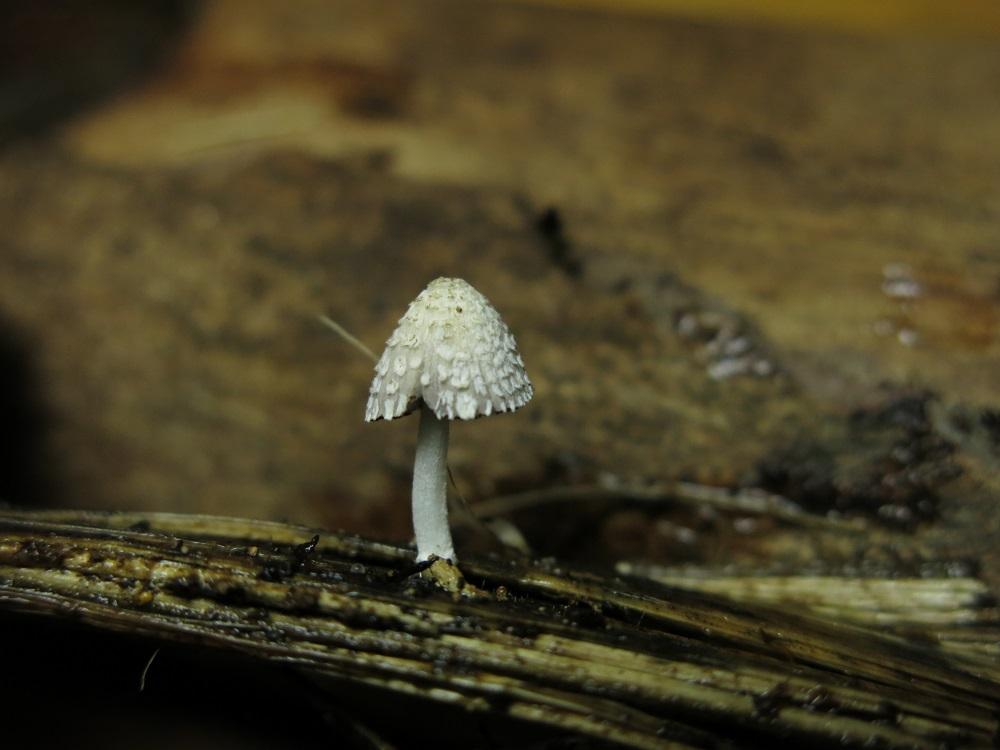 Coprinopsis friesii費賴斯似鬼傘 (9)陳雅芬.jpg