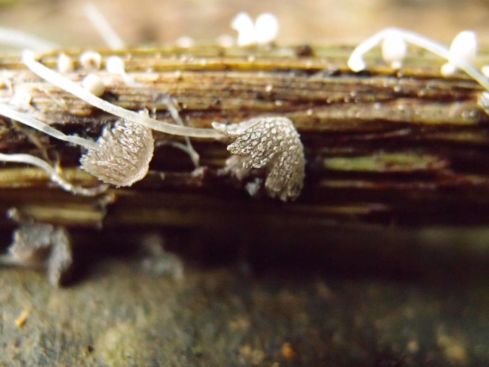 Coprinopsis friesii費賴斯似鬼傘 (18).jpg