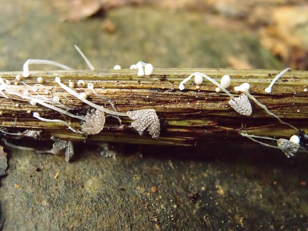 Coprinopsis friesii費賴斯似鬼傘 (15).jpg