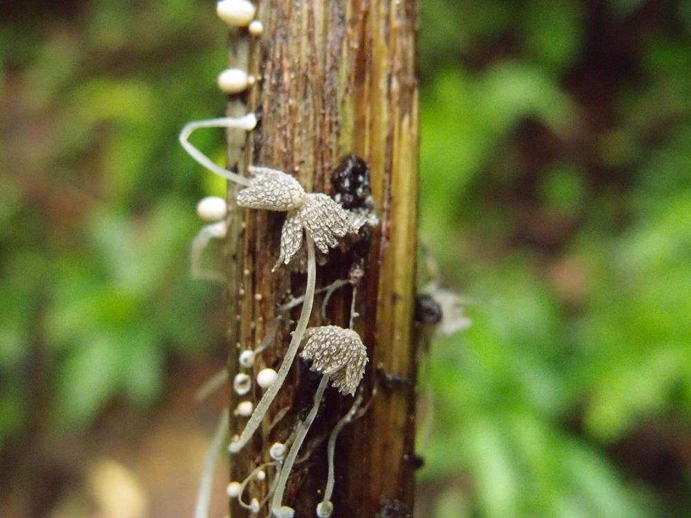 Coprinopsis friesii費賴斯似鬼傘 (22).jpg