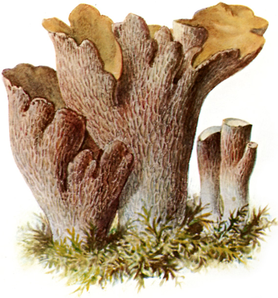 Schweinsohr-1.jpg