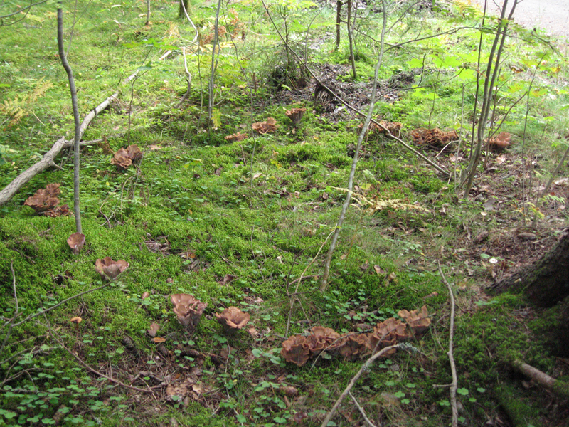 Gomphus_clavatus_Fairy_ring.jpg