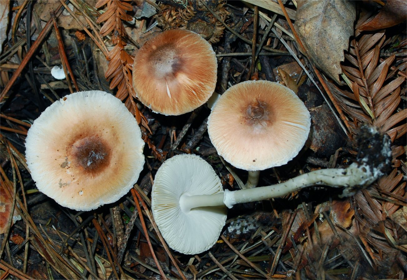 Lepiota rubrotinctoides 54.jpg