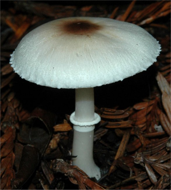 Leucoagaricus rubrotinctoides 0.JPG