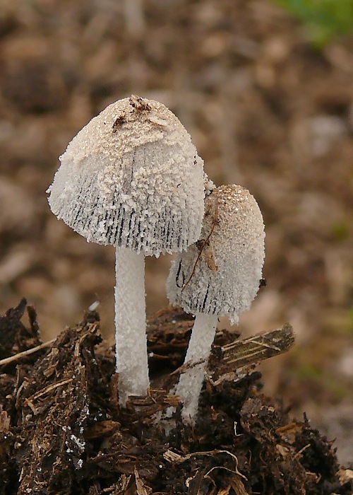 ladislav_tabi_132190.jpg
