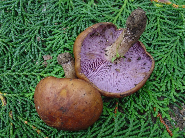 uramurasakisimeji.jpg