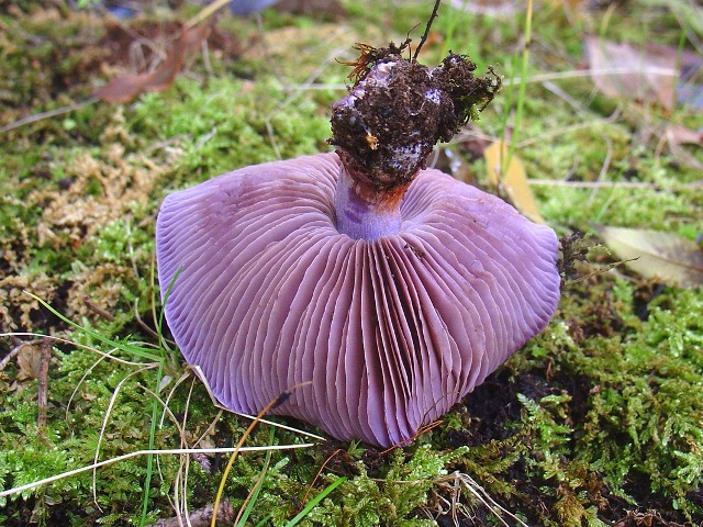 uramurasakisimejihida.jpg