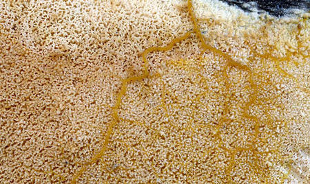 mycoacia-aurea4927d.jpg