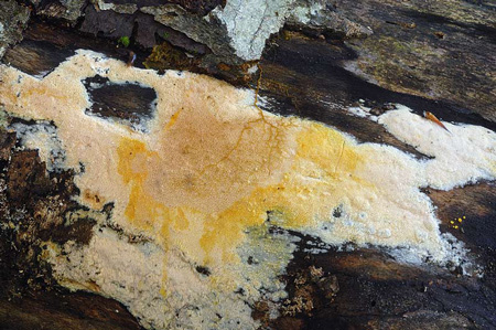 mycoacia-aurea4927a.jpg