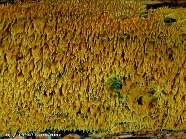 Mycoacia_uda_2007_jg_2.jpg