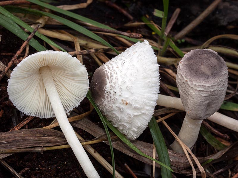 Leucocoprinus_brebissonii_MGW1201a.jpg
