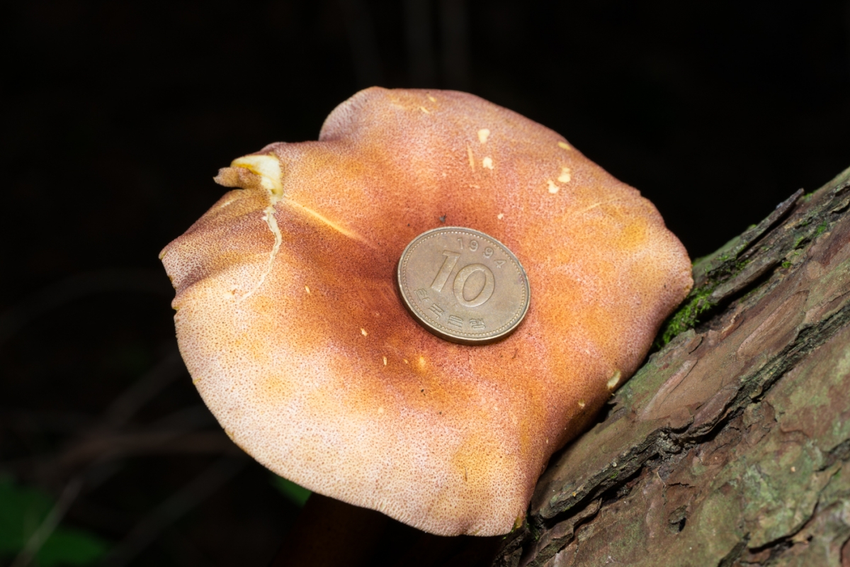 YDY04348.jpg