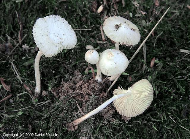 Leucocoprinus_cygneus_2002_dr_1.jpg