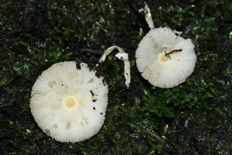 Leucocoprinus denudatus (1).jpg