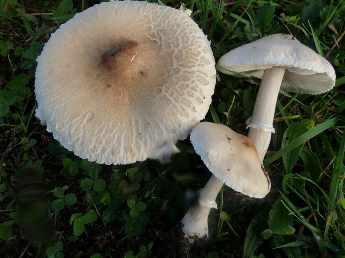 macrolepiota excoriata gd01 r.jpg