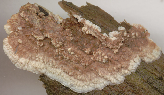 Phlebia_livida,I_MWS10226.jpg