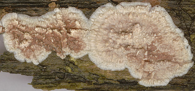 Phlebia_livida,I_MWS10222.jpg