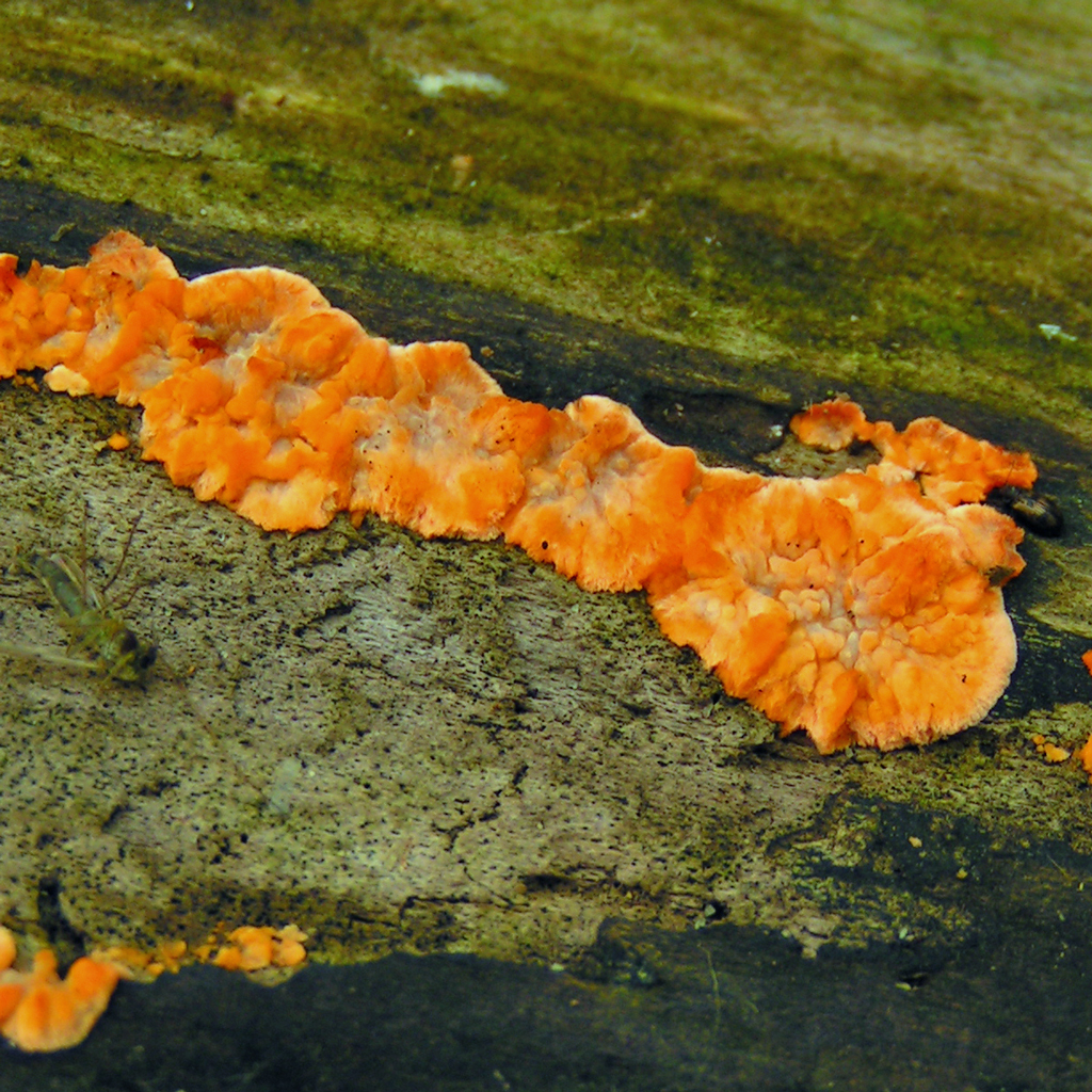 Phlebia_radiata_80599.jpg