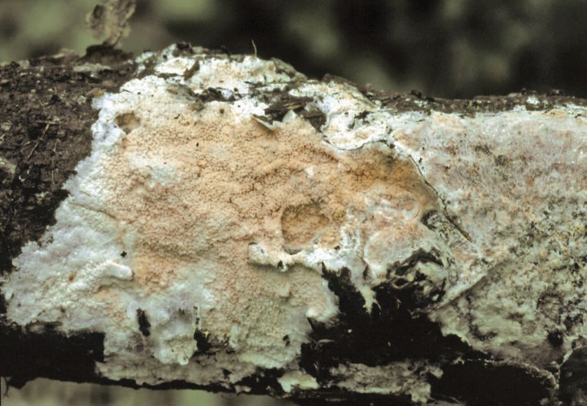TempF14553_Phlebia_rufa-3.jpg