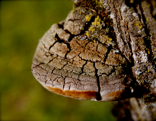 phellinus-linteus.png