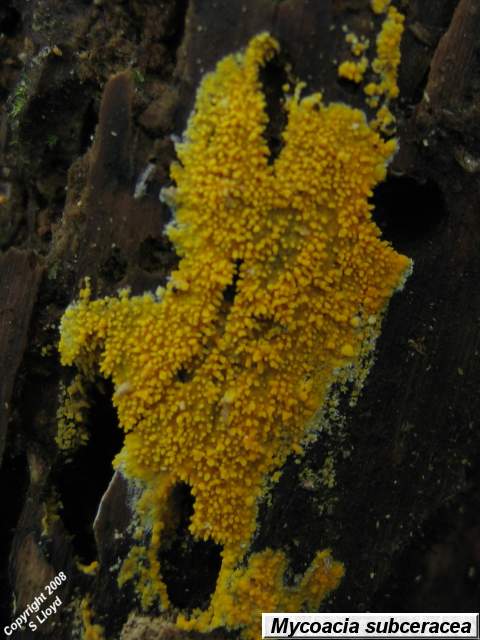 m-subceracea.JPG