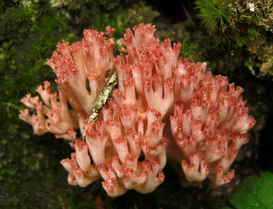 2010-09-17_Ramaria_botrytis_crop.jpg