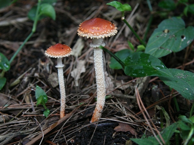 kabairotake (1).jpg