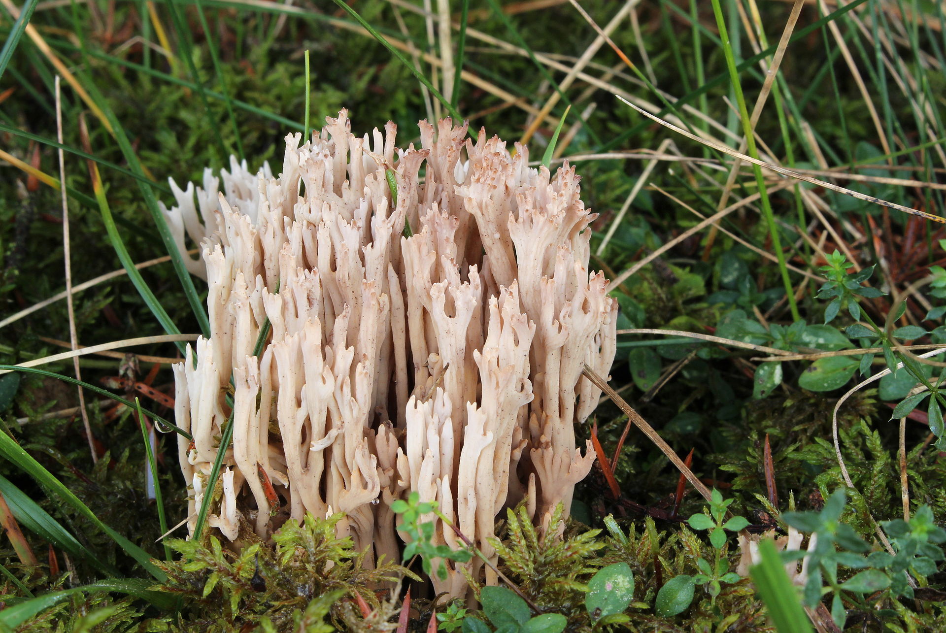 Zierliche_Koralle_Ramaria_gracilis.JPG