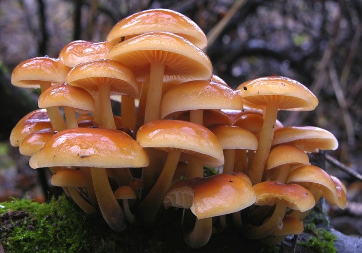 Flammulina Velutipes 3 cluster.jpg