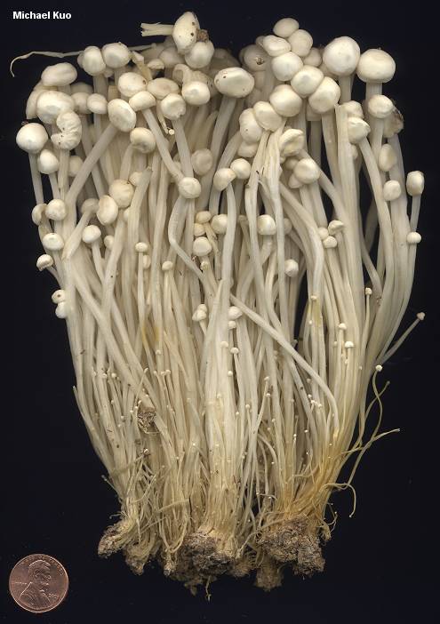 flammulina_velutipes_01.jpg