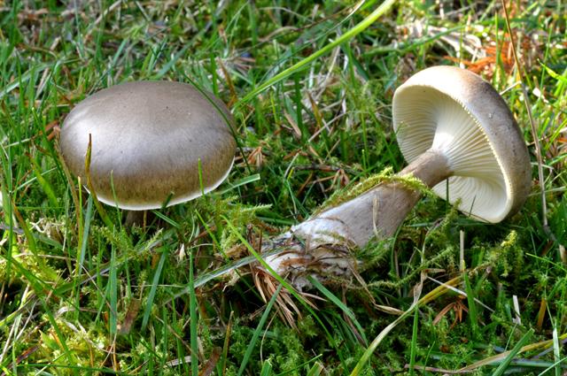 JCS-Clitocybe-clavipes-50440.JPG