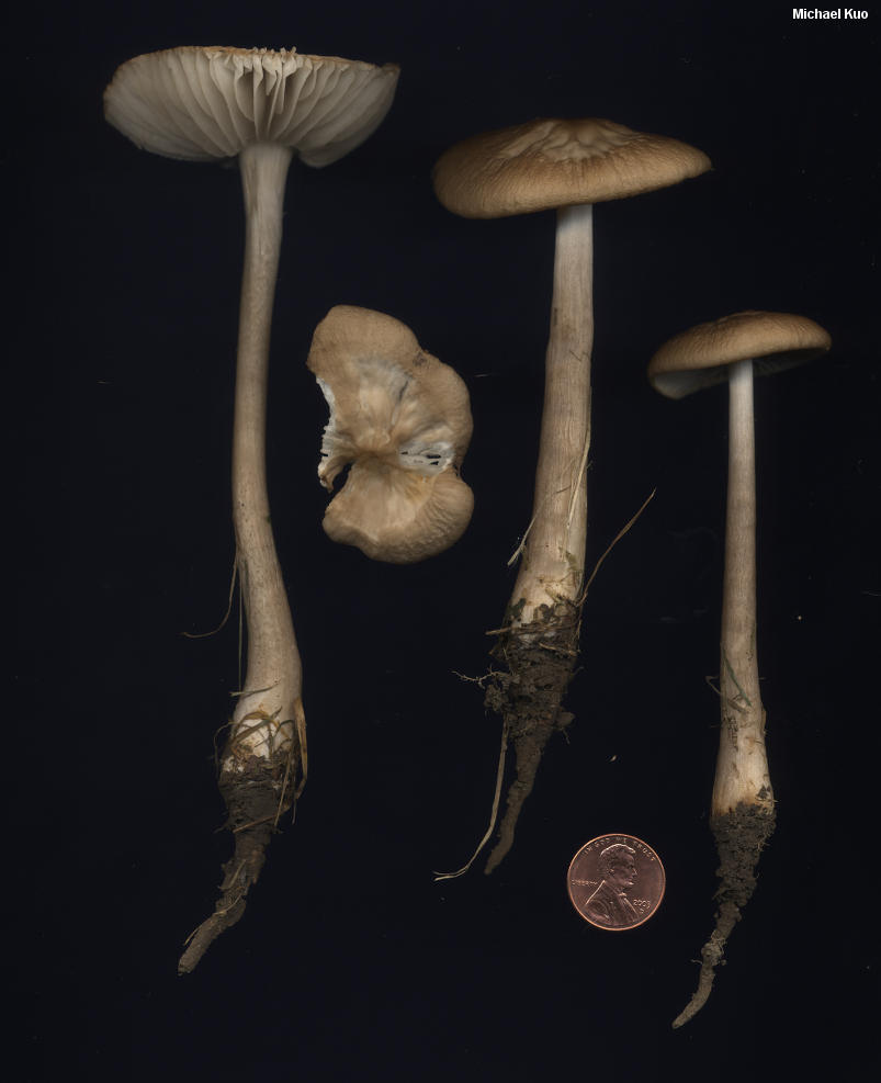 hymenopellis_megalospora_04.jpg