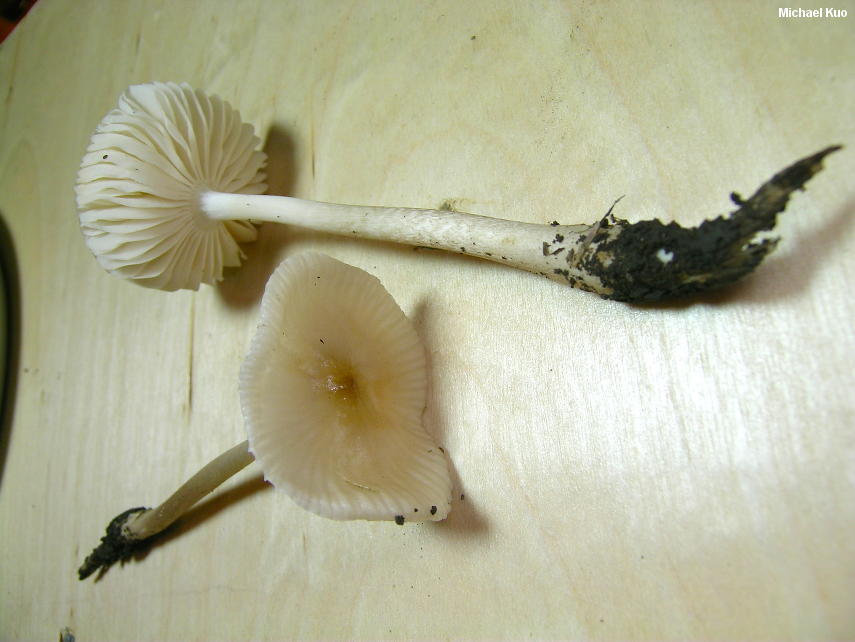 hymenopellis_megalospora_03.jpg