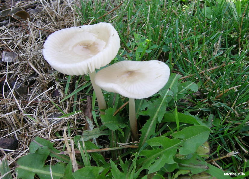 hymenopellis_megalospora_01.jpg