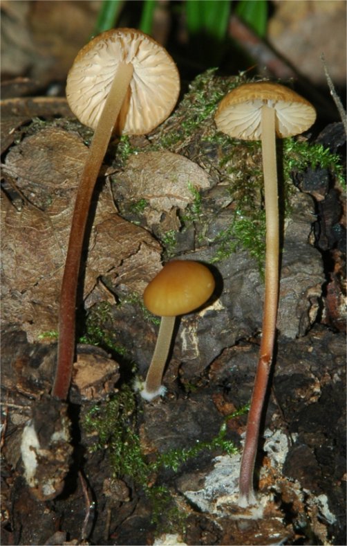 Marasmius cohaerens.jpg
