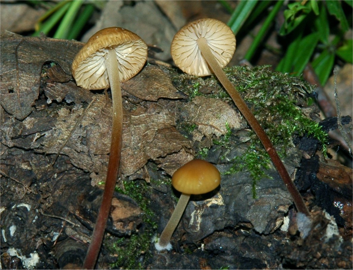 Marasmius cohaerens 102.jpg