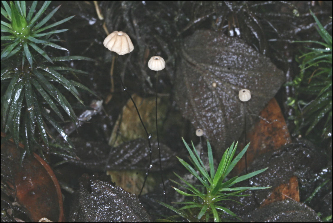 Marasmius_crinisequi_b.jpg