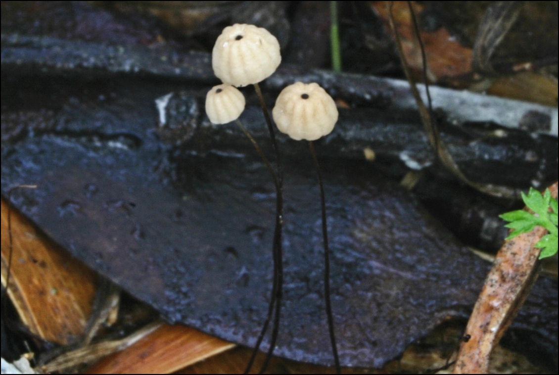 Marasmius_crinisequi_a.jpg